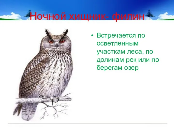 Ночной хищник- филин Встречается по осветленным участкам леса, по долинам рек или по берегам озер