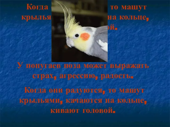 У попугаев поза может выражать страх, агрессию, радость. Когда они радуются,