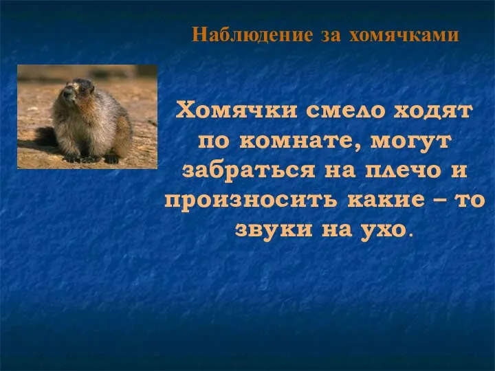 Наблюдение за хомячками Хомячки смело ходят по комнате, могут забраться на