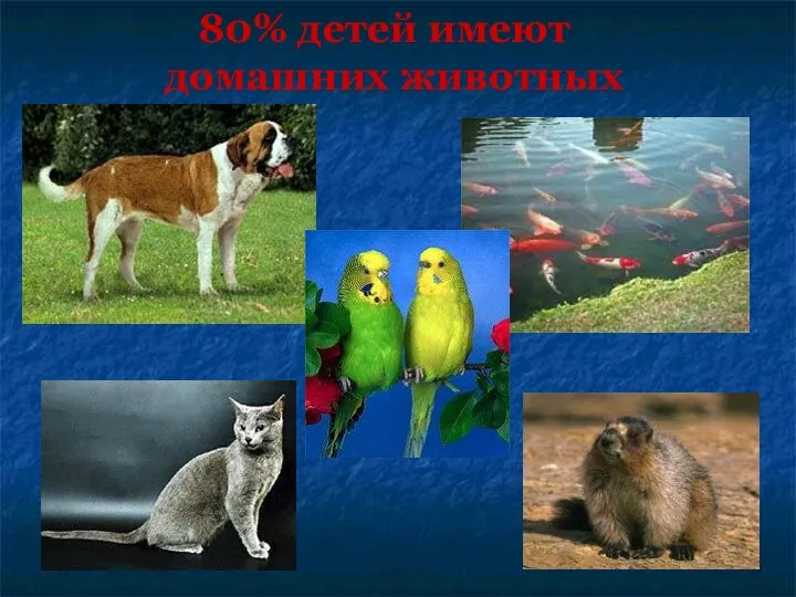 80% детей имеют домашних животных