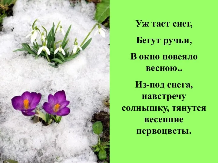 Уж тает снег, Бегут ручьи, В окно повеяло весною.. Из-под снега, навстречу солнышку, тянутся весенние первоцветы.