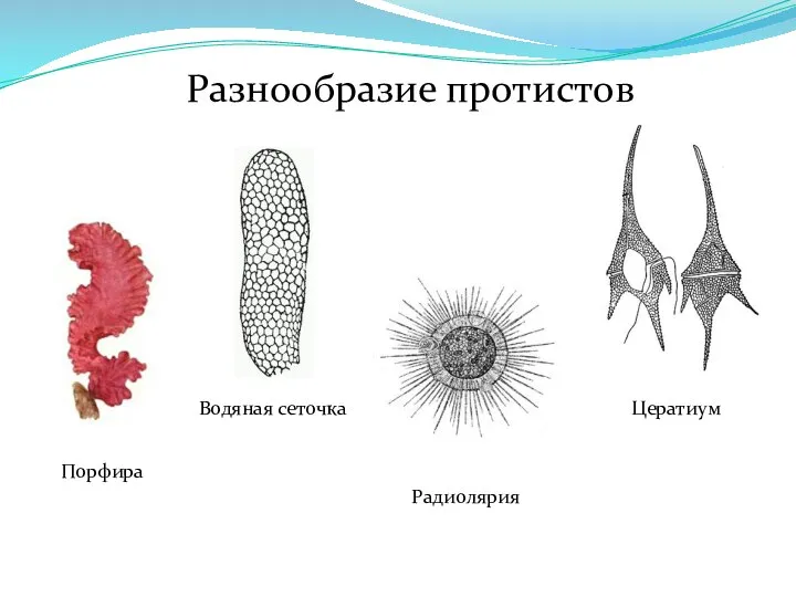 Порфира Водяная сеточка Радиолярия Цератиум Разнообразие протистов