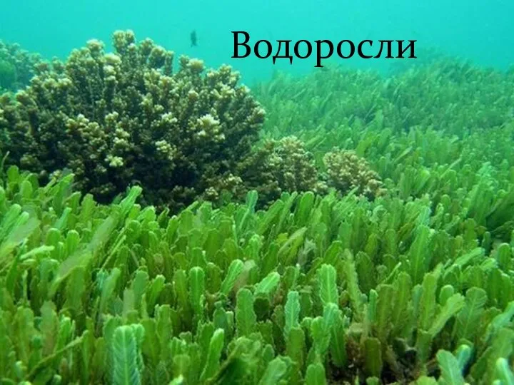 Водоросли