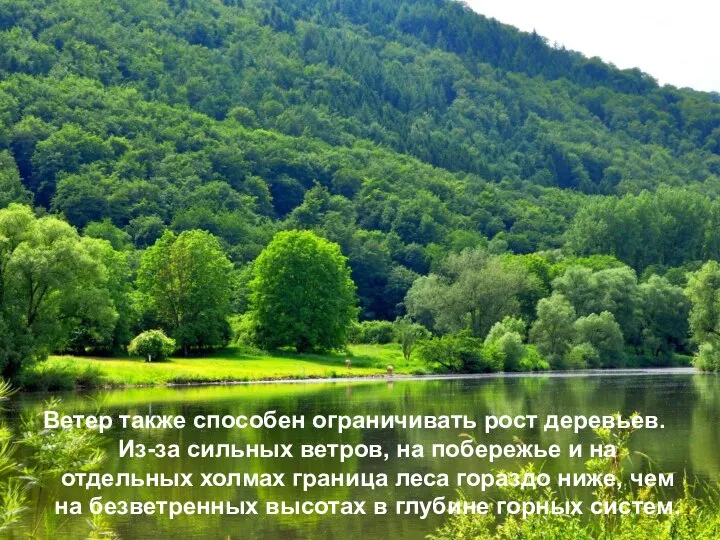 Ветер также способен ограничивать рост деревьев. Из-за сильных ветров, на побережье