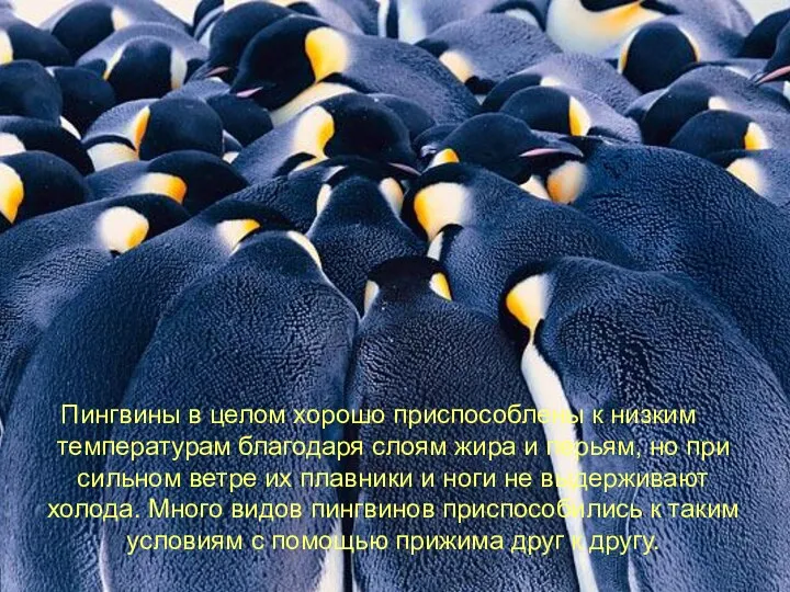 Пингвины в целом хорошо приспособлены к низким температурам благодаря слоям жира