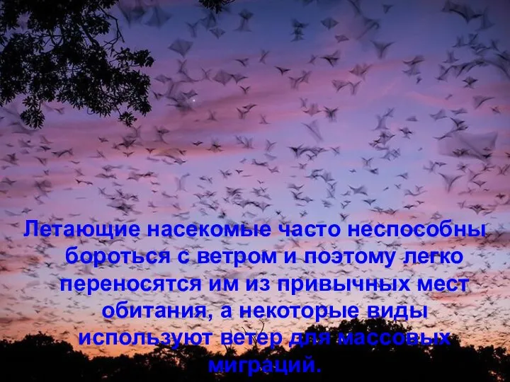 Летающие насекомые часто неспособны бороться с ветром и поэтому легко переносятся