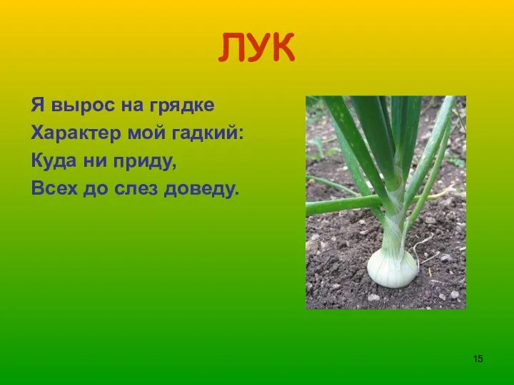 ЛУК Я вырос на грядке Характер мой гадкий: Куда ни приду, Всех до слез доведу.