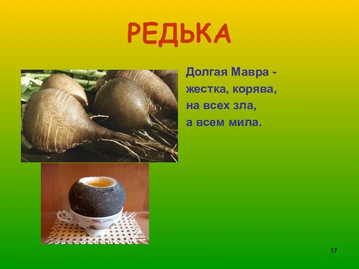 РЕДЬКА Долгая Мавра - жестка, корява, на всех зла, а всем мила.