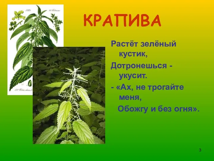 КРАПИВА Растёт зелёный кустик, Дотронешься - укусит. - «Ах, не трогайте меня, Обожгу и без огня».