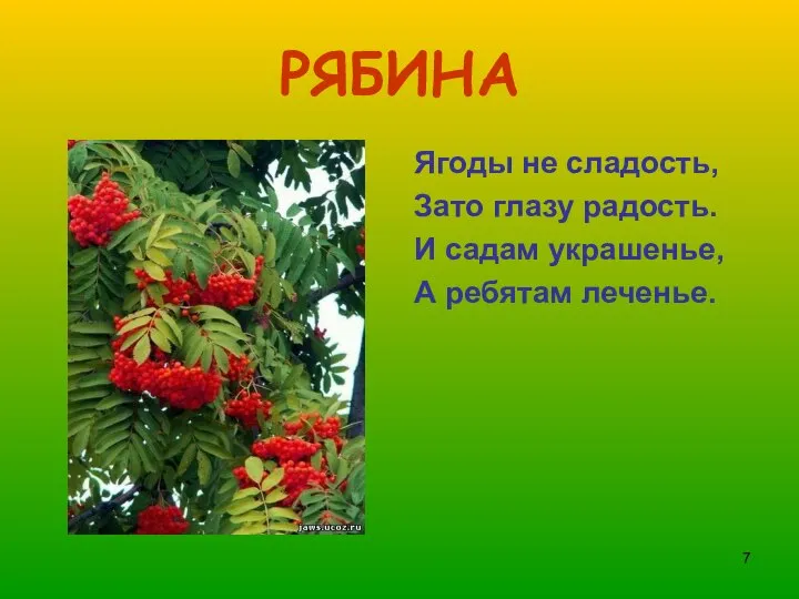 РЯБИНА Ягоды не сладость, Зато глазу радость. И садам украшенье, А ребятам леченье.