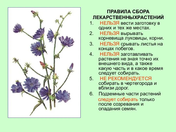 ПРАВИЛА СБОРА ЛЕКАРСТВЕННЫХРАСТЕНИЙ НЕЛЬЗЯ вести заготовку в одних и тех же