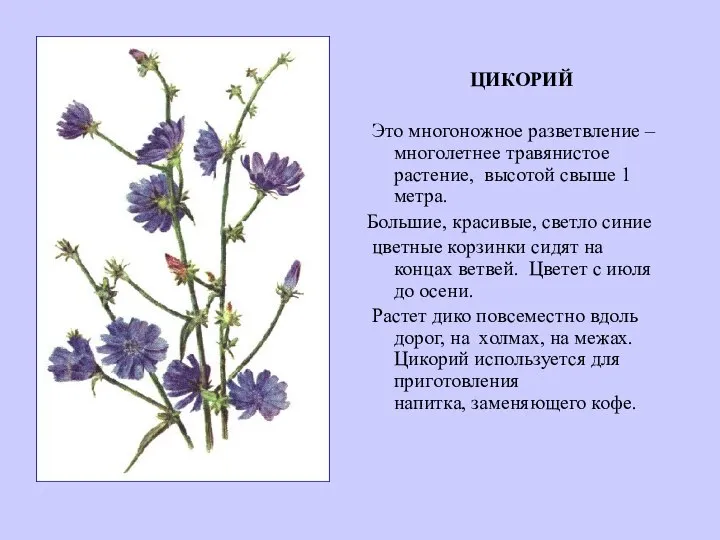 ЦИКОРИЙ Это многоножное разветвление – многолетнее травянистое растение, высотой свыше 1