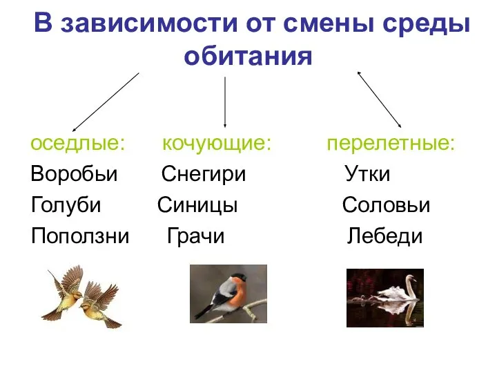 В зависимости от смены среды обитания оседлые: кочующие: перелетные: Воробьи Снегири