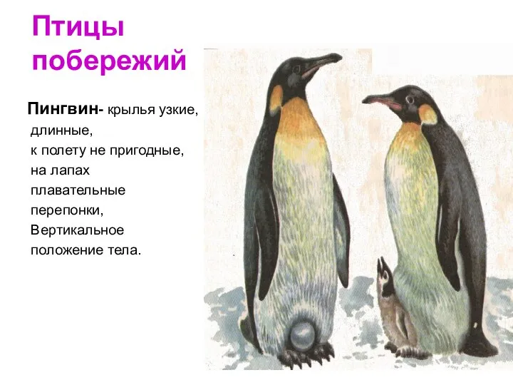 Птицы побережий Пингвин- крылья узкие, длинные, к полету не пригодные, на