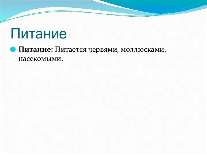 Питание Питание: Питается червями, моллюсками, насекомыми.