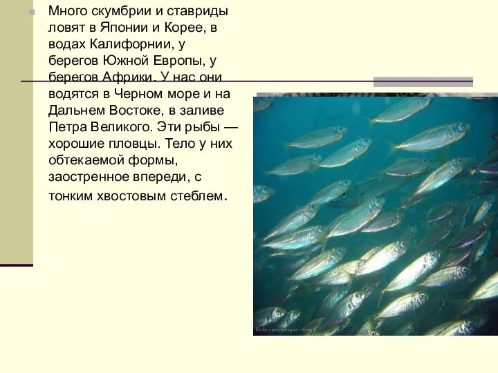 Много скумбрии и ставриды ловят в Японии и Корее, в водах