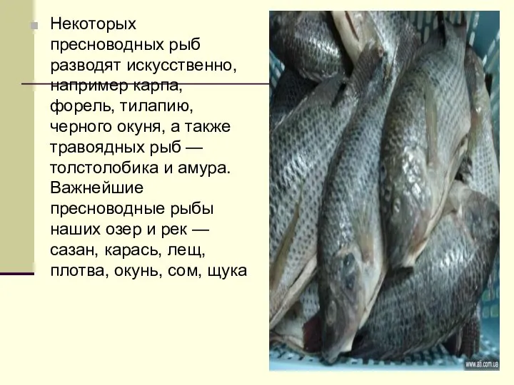 Некоторых пресноводных рыб разводят искусственно, например карпа, форель, тилапию, черного окуня,
