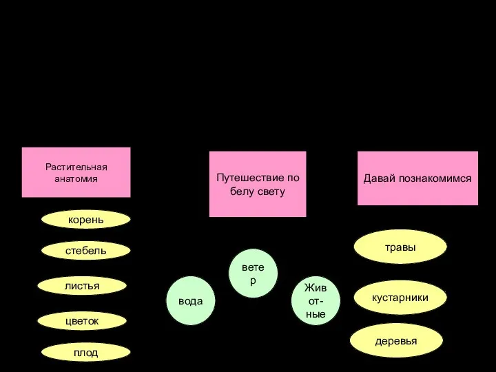 Структура проекта Творческие группы Растительная анатомия Путешествие по белу свету Давай