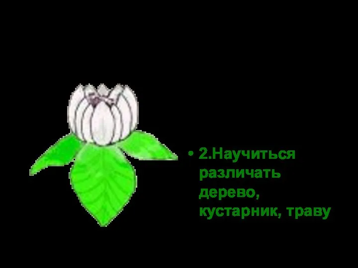 Цели 1.Изучить признаки трав, кустарников, деревьев. 2.Научиться различать дерево, кустарник, траву.