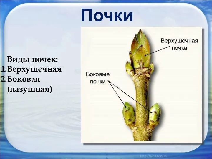 Почки Виды почек: Верхушечная Боковая (пазушная)