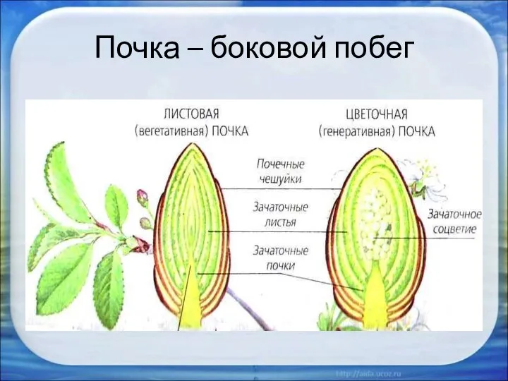 Почка – боковой побег