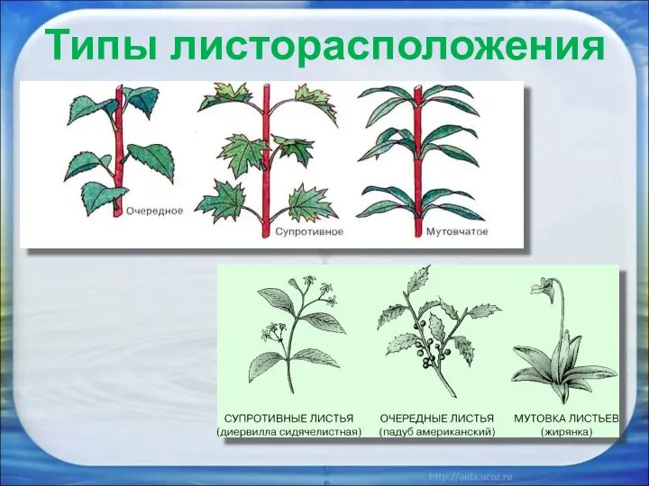 Типы листорасположения