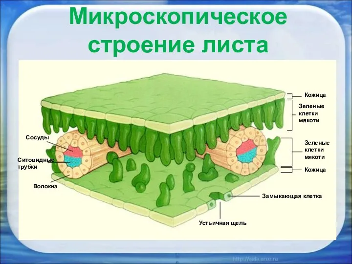 Микроскопическое строение листа Кожица Кожица Устьичная щель Замыкающая клетка Волокна Сосуды