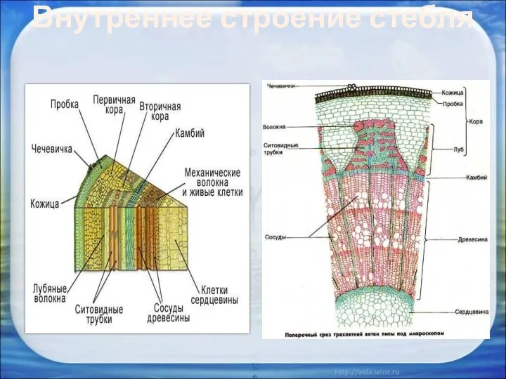 Внутреннее строение стебля