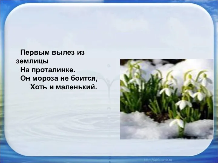 Первым вылез из землицы На проталинке. Он мороза не боится, Хоть и маленький.