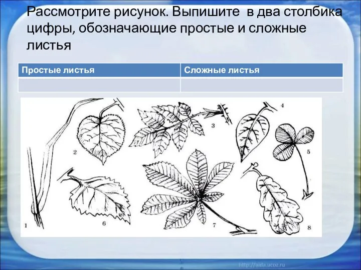 Рассмотрите рисунок. Выпишите в два столбика цифры, обозначающие простые и сложные листья