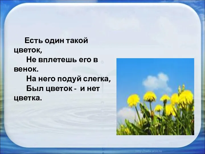 Есть один такой цветок, Не вплетешь его в венок. На него