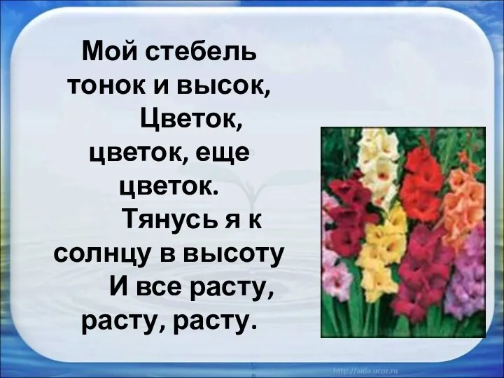 Мой стебель тонок и высок, Цветок, цветок, еще цветок. Тянусь я