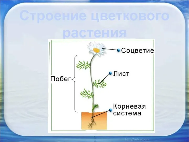 Строение цветкового растения