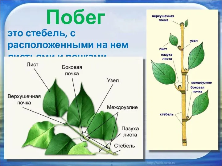 это стебель, с расположенными на нем листьями и почками. Побег