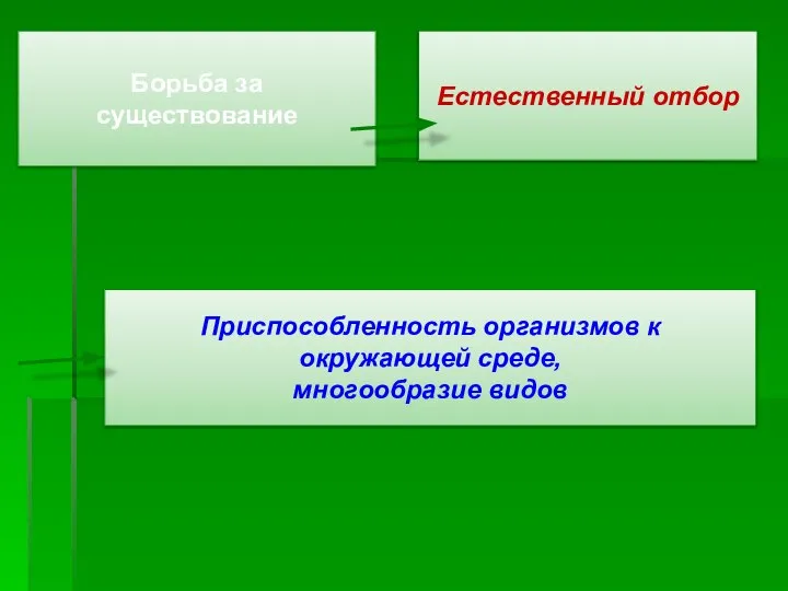 Борьба за существование Естественный отбор Приспособленность организмов к окружающей среде, многообразие видов