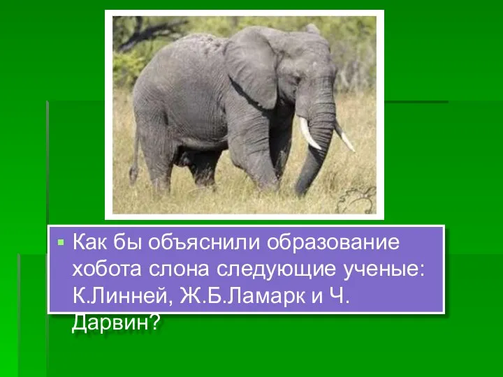 Как бы объяснили образование хобота слона следующие ученые: К.Линней, Ж.Б.Ламарк и Ч.Дарвин?