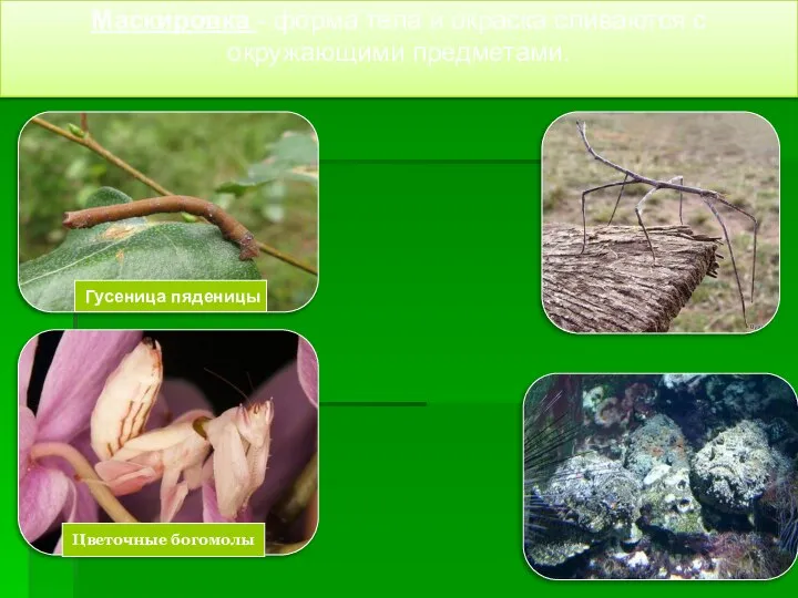 Маскировка - форма тела и окраска сливаются с окружающими предметами. Гусеница пяденицы палочник Цветочные богомолы