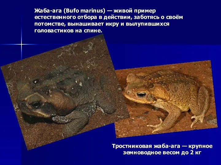 Тростниковая жаба-ага — крупное земноводное весом до 2 кг Жаба-ага (Bufo