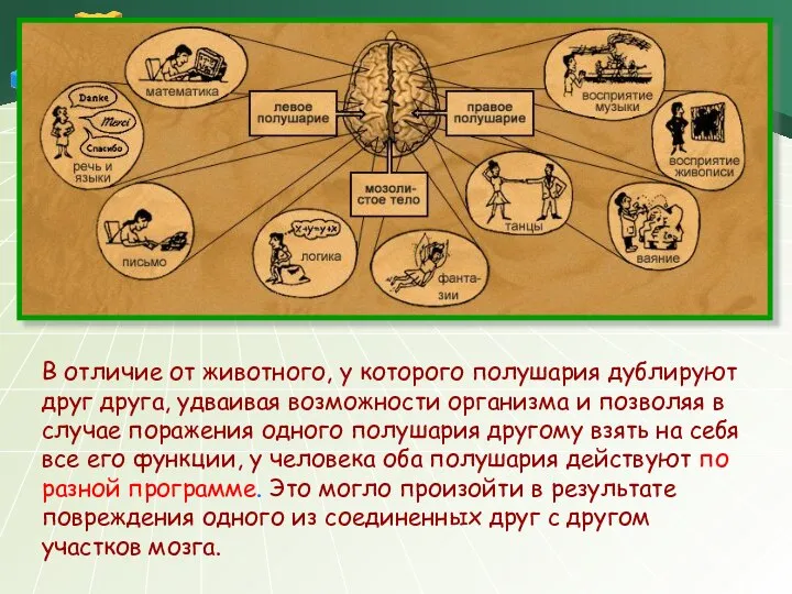 В отличие от животного, у которого полушария дублируют друг друга, удваивая