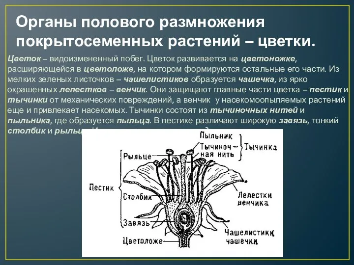 Органы полового размножения покрытосеменных растений – цветки. Цветок – видоизмененный побег.