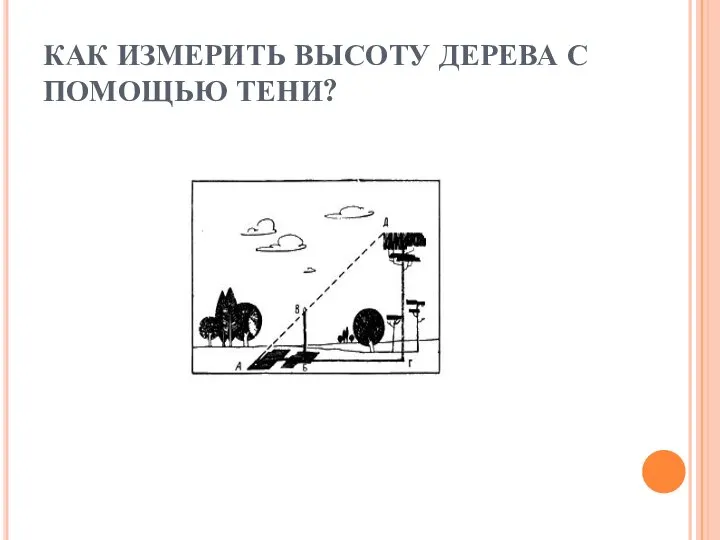 КАК ИЗМЕРИТЬ ВЫСОТУ ДЕРЕВА С ПОМОЩЬЮ ТЕНИ?