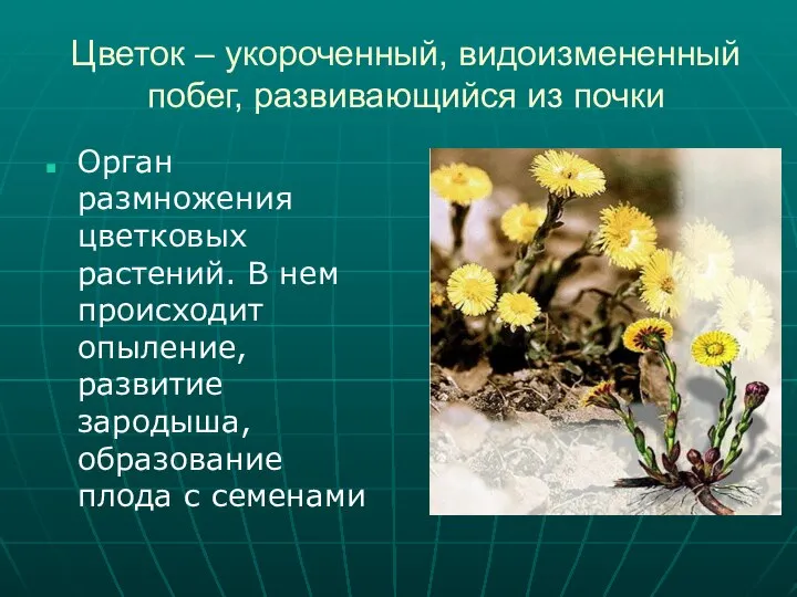 Цветок – укороченный, видоизмененный побег, развивающийся из почки Орган размножения цветковых