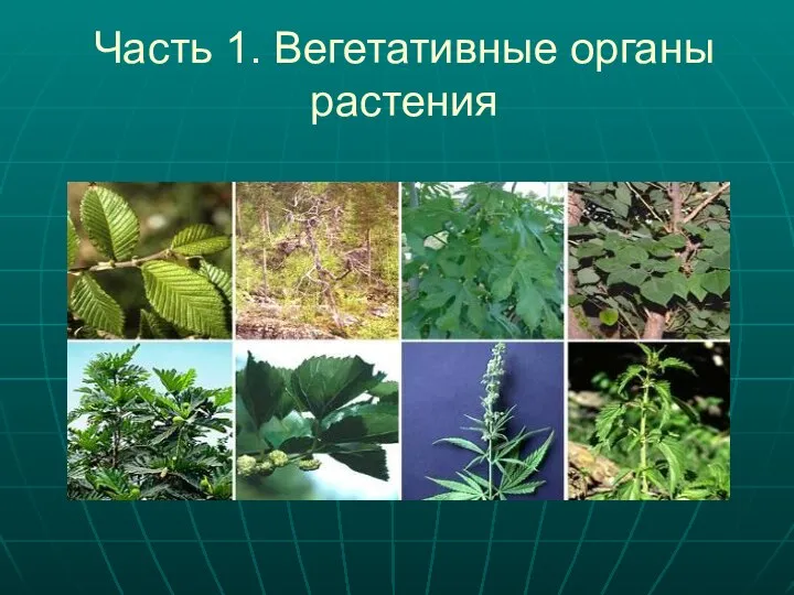 Часть 1. Вегетативные органы растения