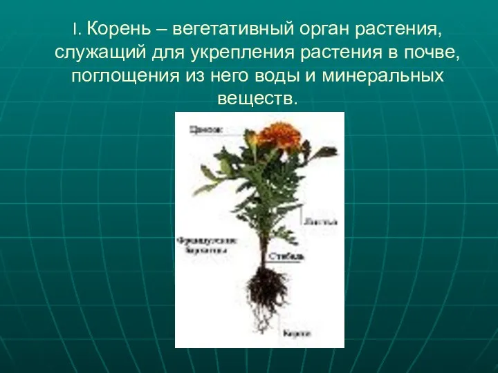 I. Корень – вегетативный орган растения, служащий для укрепления растения в