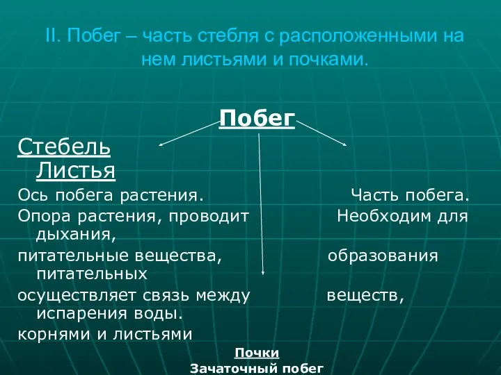 II. Побег – часть стебля с расположенными на нем листьями и