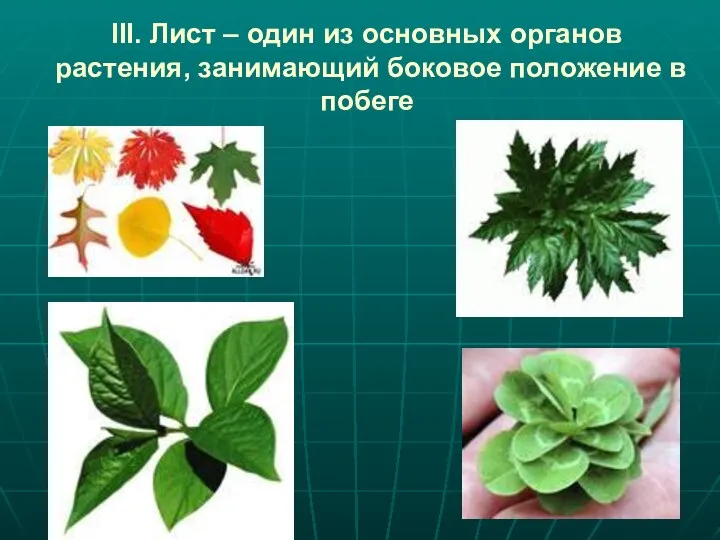 III. Лист – один из основных органов растения, занимающий боковое положение в побеге