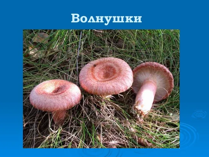 Волнушки