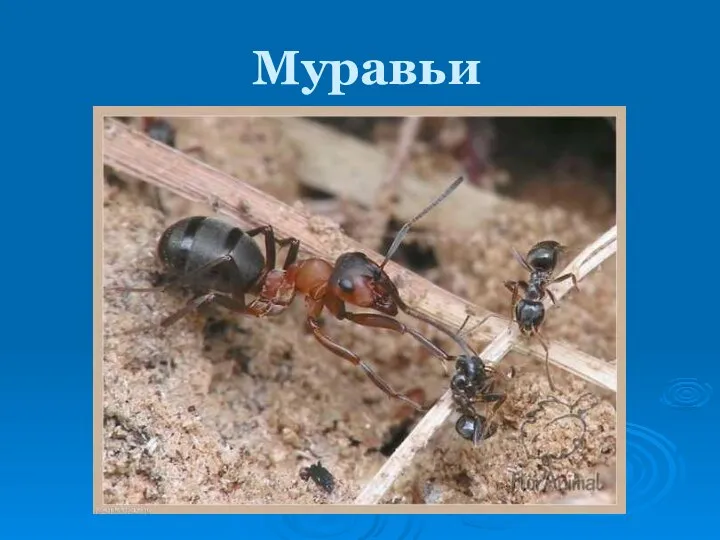 Муравьи