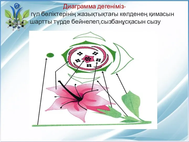 Диаграмма дегеніміз- гүл бөліктерінің жазықтықтағы көлденең қимасын шартты түрде бейнелеп,сызбанұсқасын сызу