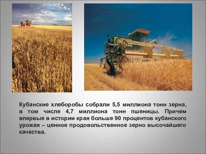 Кубанские хлеборобы собрали 5,5 миллиона тонн зерна, в том числе 4,7
